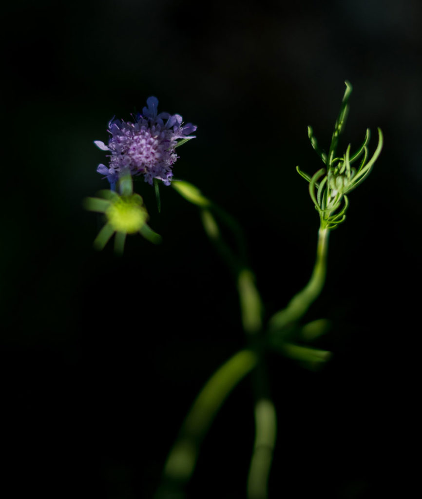 monte maddalena flora via marina 1 sentieri curiosità informazioni